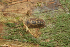 Merulana translucida