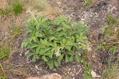 Cyphostemma lanigerum