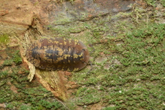 Merulana translucida