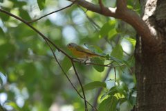 Leiothlypis ruficapilla