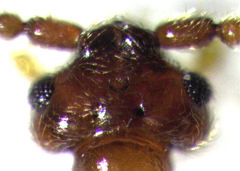 Sagola bipunctata