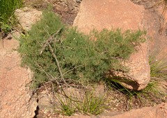 Asparagus transvaalensis