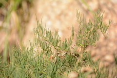 Asparagus transvaalensis