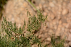 Asparagus transvaalensis