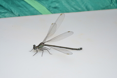 Caledopteryx sarasini