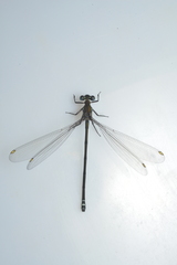 Caledopteryx sarasini