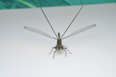 Caledopteryx sarasini