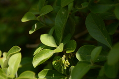 Pavetta gardeniifolia