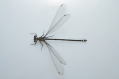 Caledopteryx sarasini