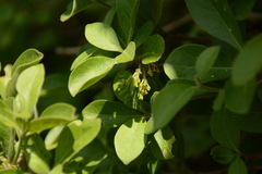 Pavetta gardeniifolia