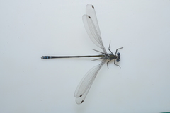 Caledopteryx sarasini