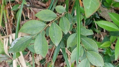 Breynia fruticosa