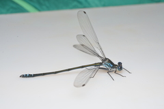 Caledopteryx sarasini