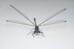 Caledopteryx sarasini