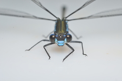 Caledopteryx sarasini