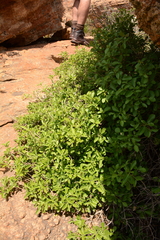 Pavetta gardeniifolia