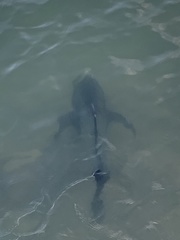 Caranx ignobilis
