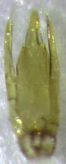 Sagola bipunctata