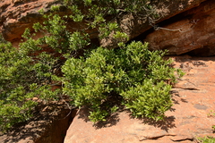 Empogona lanceolata