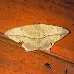 Prochoerodes tetragonata