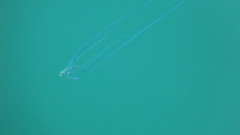 Alectis ciliaris