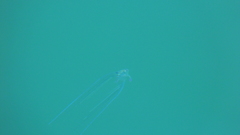 Alectis ciliaris