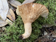 Lactarius subvillosus