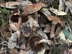 Cortinarius cisqhale