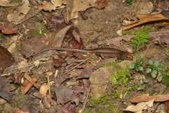 Marmorosphax tricolor