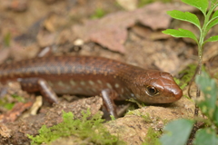 Marmorosphax tricolor
