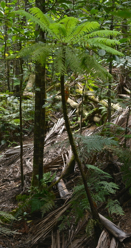 Leptopteris wilkesiana observed 2021-11-14