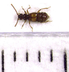 Sagola bipunctata