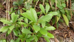 Machilus