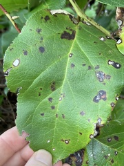 Mycosphaerella chimaphilae