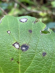 Mycosphaerella chimaphilae