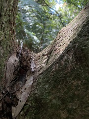 Diploderma polygonatum xanthostomum