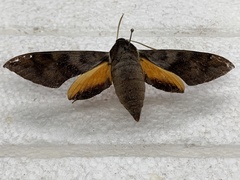 Gnathothlibus erotus