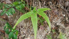 Dicranopteris pedata