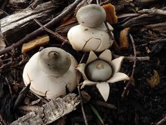 Geastrum saccatum