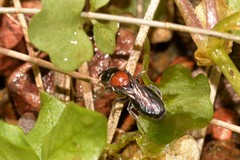 Euryglossa ephippiata