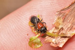 Euryglossa ephippiata