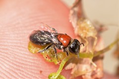 Euryglossa ephippiata