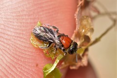 Euryglossa ephippiata