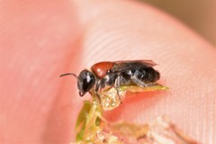 Euryglossa ephippiata