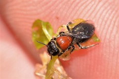 Euryglossa ephippiata