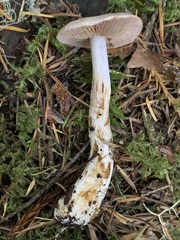 Cortinarius oregonensis