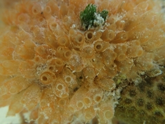 Ecteinascidia turbinata