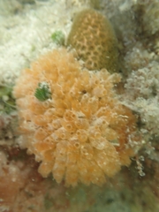 Ecteinascidia turbinata