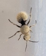 Dasymutilla eminentia