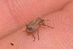 Eurychirus obtusatus